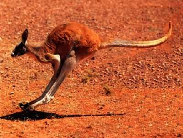 Red Kangaroo