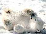 I love polar bears!