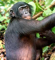 Like bonobos, Craig enjoys jerking off to males in public.