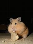This isn't my hamster, but my hamster had kits (hamster babies)