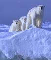 Hello Polar Bears!