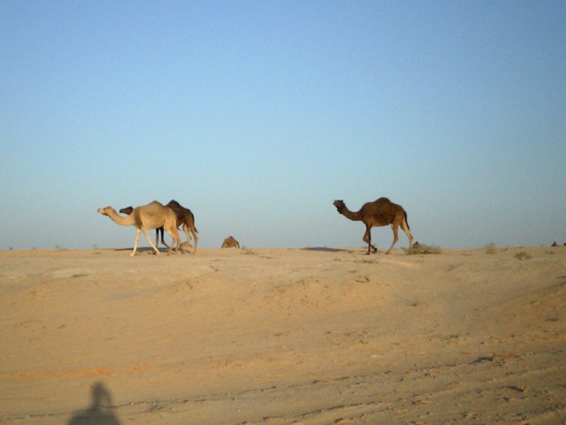 Dromedary camels in Dubai
