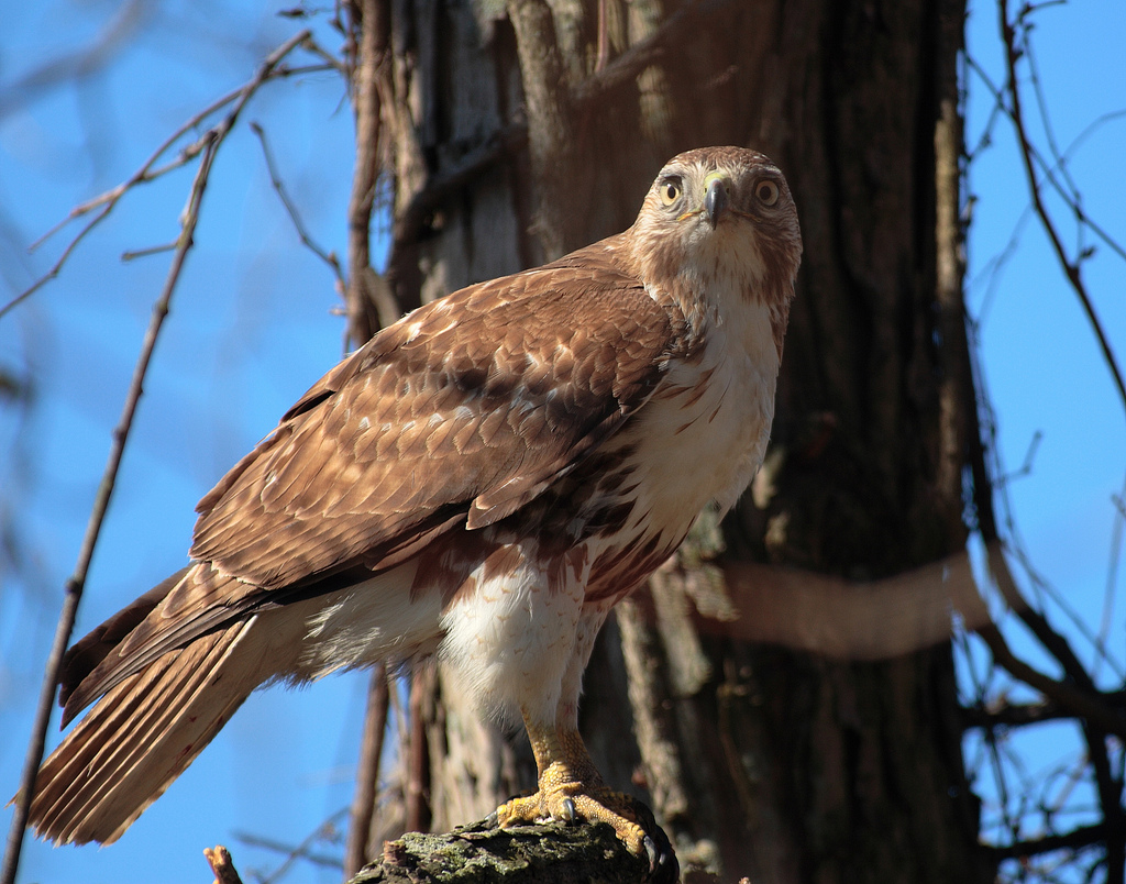 RedTailHawk.jpg