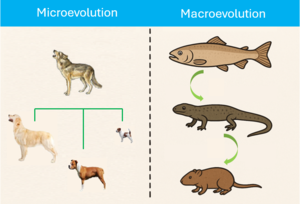 evolution darwin theory