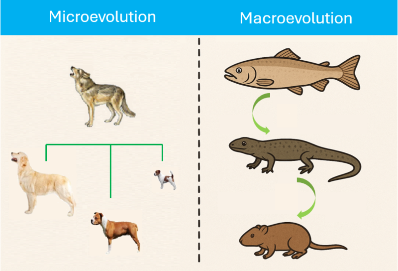 File:Microevolutionmacroevolution.PNG