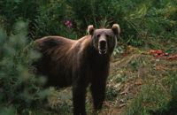 Kodiak brown bear.jpg