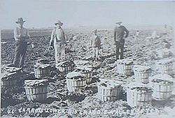 Mexican American field workers picking carrots in the Rio Grande Valley, about 1905