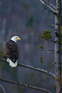 Bald eagle1.jpg