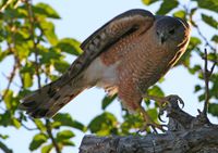 SharpShinHawk.jpg