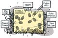Steele dossier fingerprint cartoon 2017.jpg