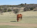 Horse at Matador Ranch, Motley County,TX.jpg