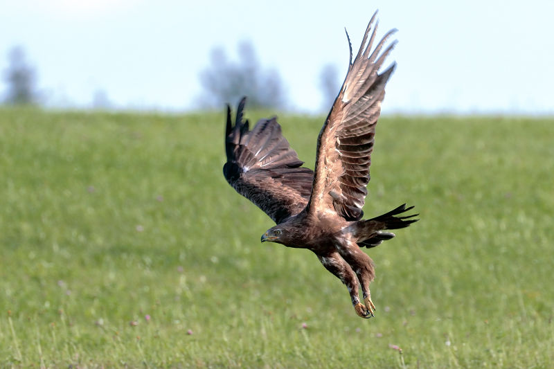 File:LesserSpottedEagle.jpg