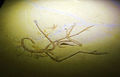 Archaeopteryx lithographica - 11 specimen.jpg