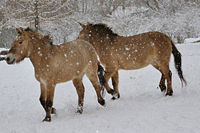 Preszwalski-Pferde im Schnee.jpg